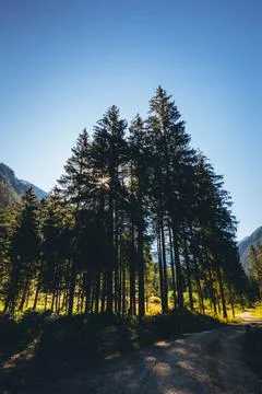 Forest at the edge of the alpine mountains Stock-Fotos