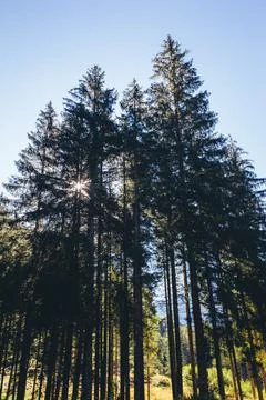 Forest at the edge of the alpine mountains Stock-Fotos