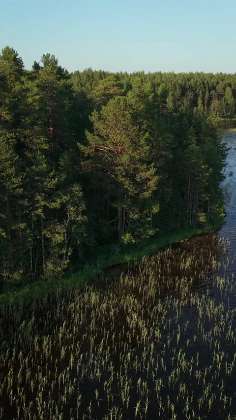 Forest edge and coniferous trees growing on the shore of a forest lake. A Stockbeeldmateriaal 317902968