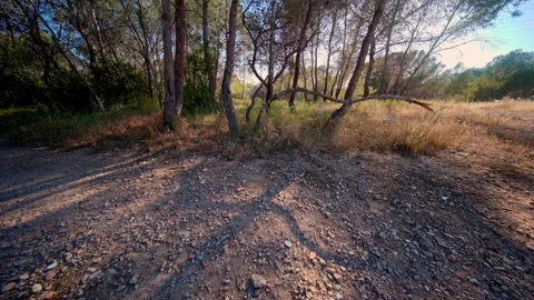 Forest Edge and Dirt Clearing Stock Footage 336172736