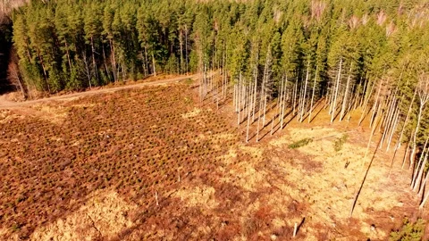 Forest Edge and Replanted Pines, Latvia, Logging Zone Near Olaine Region, Drone Stock Footage 307919178