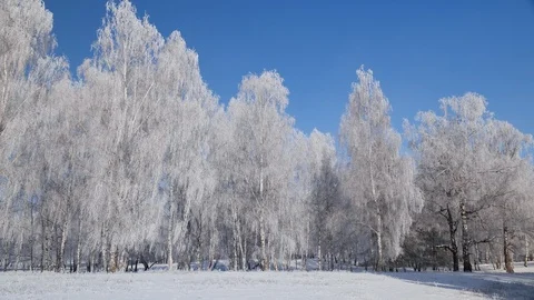 Forest edge with blue sky and sunshine on hoarfrost covered trees Video stock 122822563