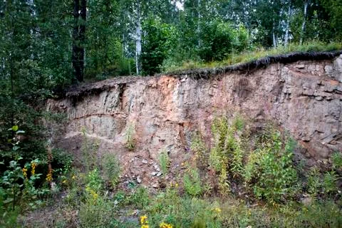 Forest on the edge of the cliff Stock Photos