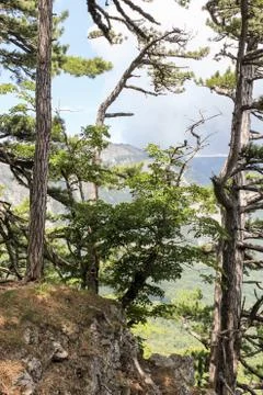 Forest at the edge of the cliff. Stock Photos