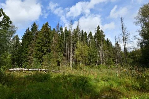 A forest edge with a dead fallen tree. August in Russia. Stock Photos