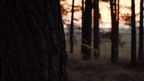 Forest edge during sunset Video stock 105869683