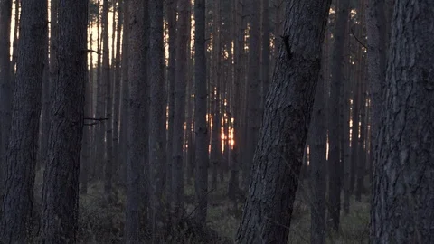 Forest edge during sunset Stock Footage 105870254