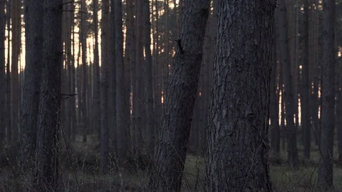 Forest edge during sunset Stock Footage 105870770