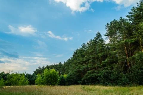  A forest edge in the evening Stock Photos