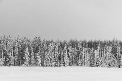 A forest edge with field in deep winter in ore mountains, Germany Stock Photos