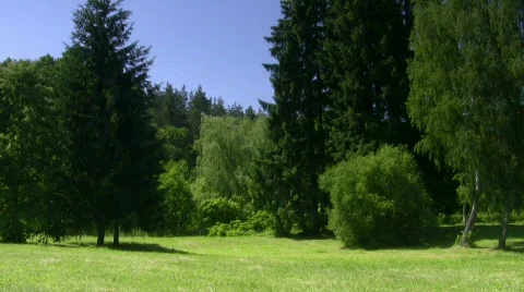 On  forest edge. Stock Footage 513150