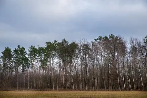 Forest edge with mixed trees under cloudy sky Stock Photos