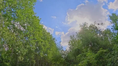 Forest edge with moving clouds above treetops Video stock 317903216