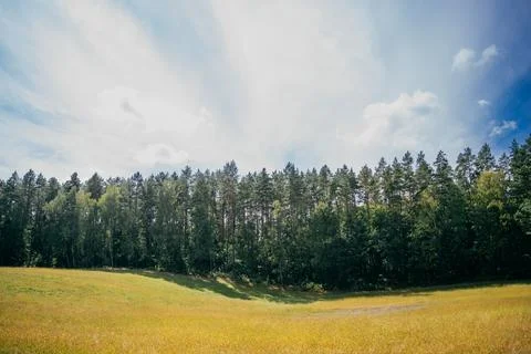 Forest Edge Stock Photos