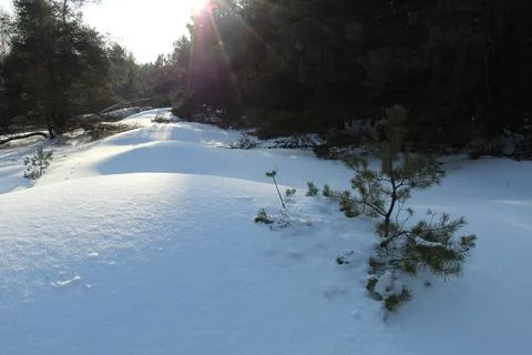 Forest edge in the rays of the setting winter sun Stock Photos