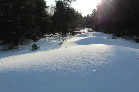 Forest edge in the rays of the setting winter sun Stock Photos