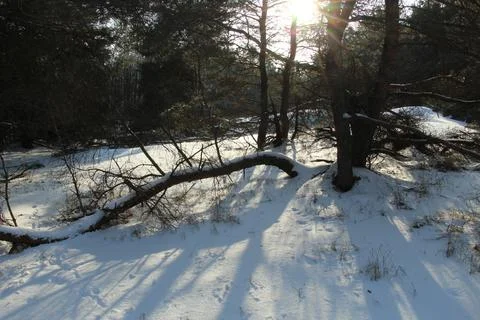 Forest edge in the rays of the setting winter sun Stock Photos