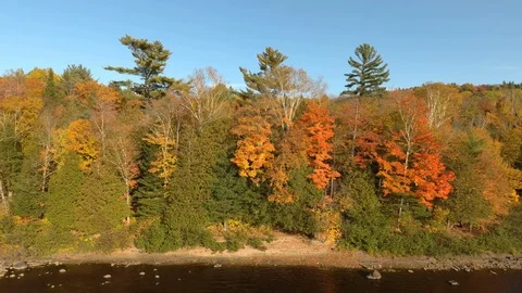 Forest edge on sandy river side viewed by flying drone on clear fall day Stock Footage 119203861