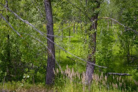 Forest edge in silence for background Stock Photos