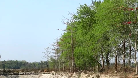 Forest edge with silk cotton trees and fresh green foliage under clear sky Stock Footage 331276767