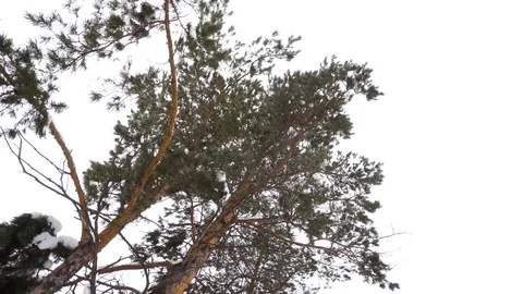 Forest edge of spruce forest bottom view Vidéo 126637222