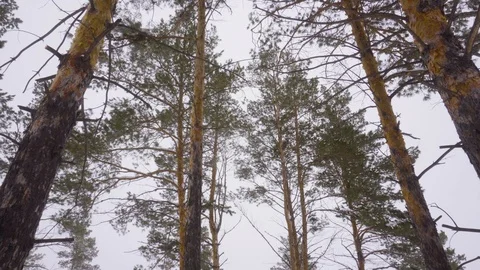 Forest edge of spruce forest bottom view. 库存影片 126637273