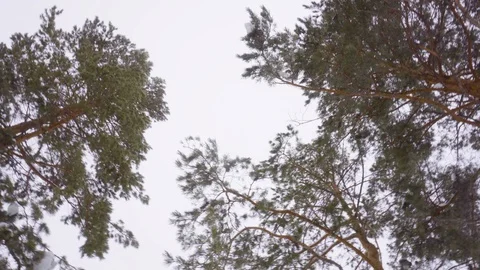 Forest edge of spruce forest bottom view. Vidéo 126637344