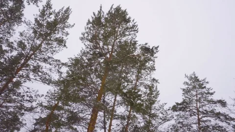 Forest edge of spruce forest bottom view. Video stock 126637348