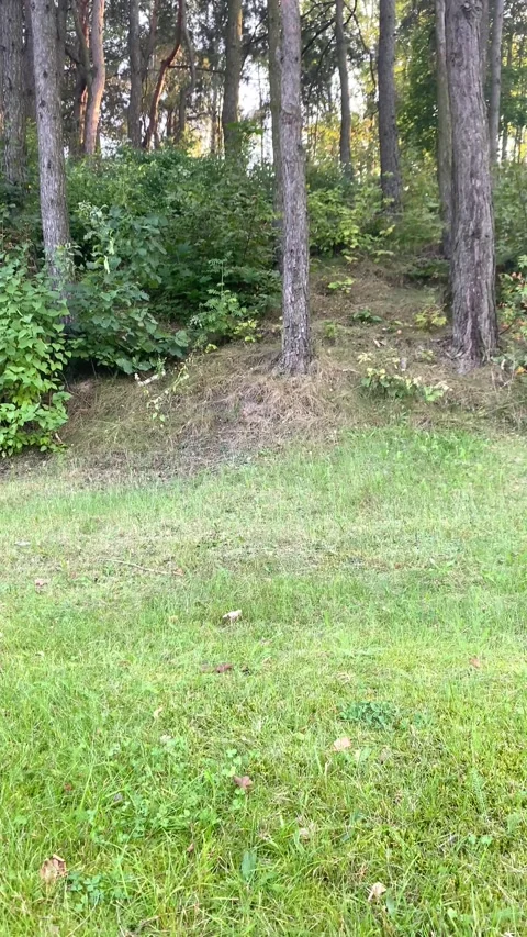 The forest edge. Summer. Vertical video Stock Footage 282796888