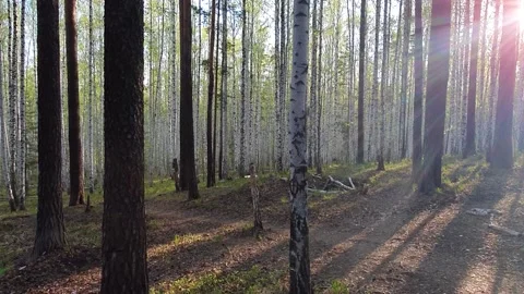Forest edge with sunlight Stock Footage 130279335
