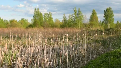 Forest at the edge of the swamp Stock Footage 138525905