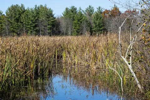 The forest at the edge of the swamp Stock Photos