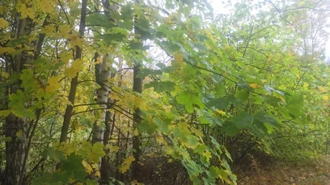Forest Edge With Trees And Bushes Under Overcast Sky Stock Footage 348075166