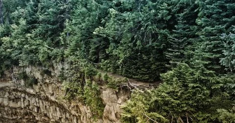 Forest on the edge of the void Stock Photos