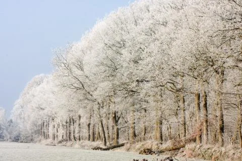 Forest edge in winter Stock Photos