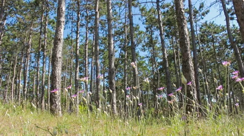 Forest edges Stock Footage 52403205