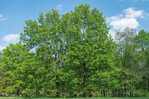 Forest edges Stock Photos