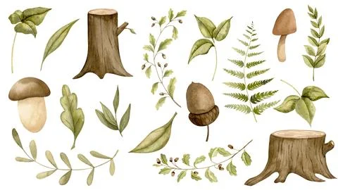 Forest elements with mushrooms, branches, leaves and fern. Hand drawn watercolor Illustrazione stock