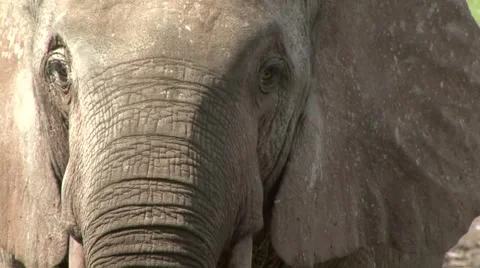 Forest Elephant head in bai in Central African Republic 1 Stock Footage 54292442
