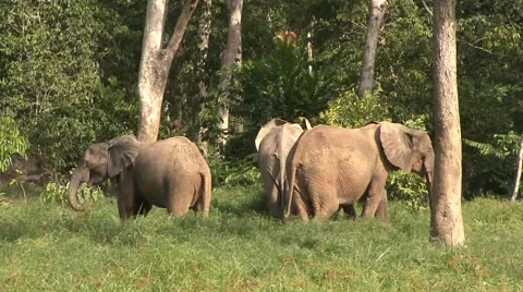 Forest Elephant herd in bai in Central African Republic 4 Stock Footage 54636640