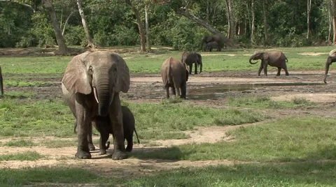 Forest Elephant herd in bai in Central African Republic 7 Video stock 54636984