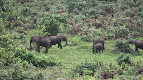 Forest elephants Stock Footage 41966001