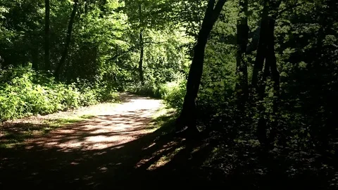 Forest elf Stock Footage 76407449