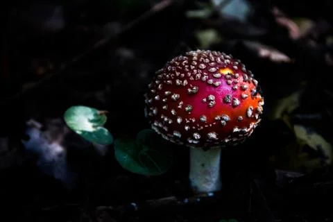 Forest Emergence Stock Photos