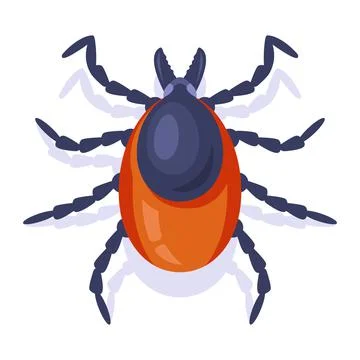 Forest encephalitis tick on a white background. insect dangerous to humans. Stock Illustration