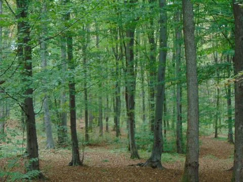 Forest at the end of summer Stockfoto's