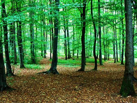 Forest at the end of summer 스톡 사진