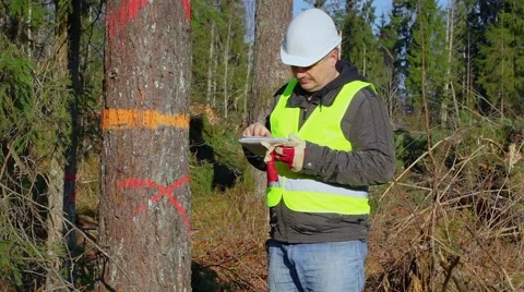 Forest engineer with tablet PC near the tree in forest Stock Footage 43783114