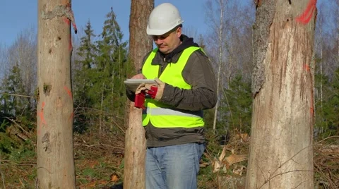 Forest engineer working with tablet PC near the trees Stock Footage 43781406