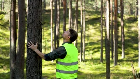 Forest engineering and management, renewable resources - forester inspecting  Stock Footage 137643235